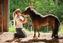 Dream About Mini Horse – Causes and Interpretations