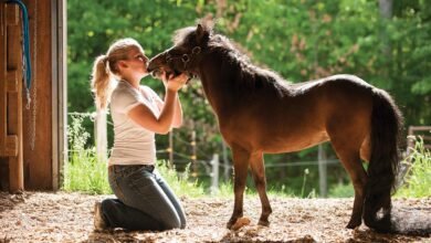 Dream About Mini Horse – Causes and Interpretations