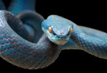 Dream About Killing A Blue Snake – What It Represents