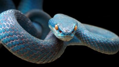 Dream About Killing A Blue Snake – What It Represents