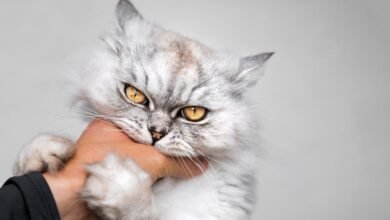 Dream About Cat Biting Me In Islam – Hidden Messages and Insights