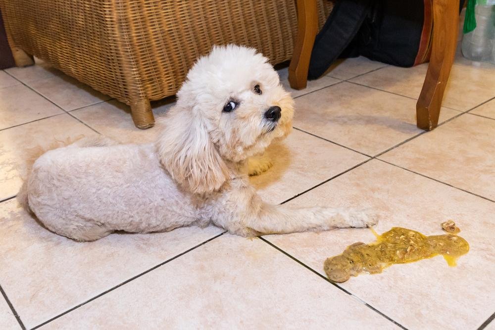 373416 - Dream About Dog Throwing Up – Understanding Its Implications
