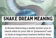 Dream About Eating Snakes Islam – What It Could Indicate