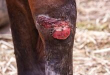 Dream About Injured Horse – What It Could Indicate