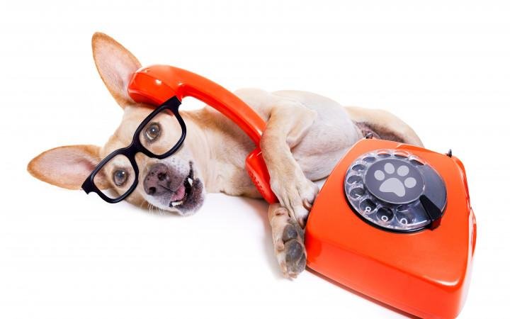 380746 - Dream About Dog Talking – Analysis and Explanation