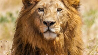 Dream A Lion Was Chasing Me – Exploring the Meaning