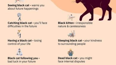 Dream About Killing A Black Cat – Understanding Its Implications