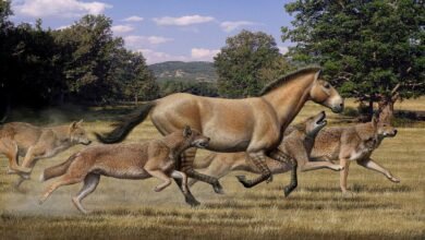 Dream About Horse Chasing You – Exploring the Meaning