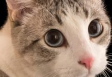 3864 dream about my cat having kittens what it could indicate 220x150 - Dream About Rescuing Cats – Analysis and Explanation