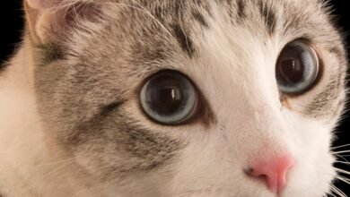 Dream About My Cat Having Kittens – What It Could Indicate