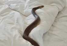 3877 dream about snake on bed causes and interpretations 220x150 - Dream About Leopard Snake – Exploring the Meaning