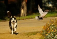 3882 dream about dog killing bird causes and interpretations 220x150 - Dream About Dog Urine – Hidden Messages and Insights