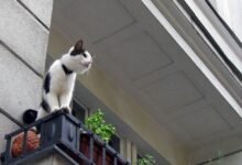 3887 dream about cat falling off balcony spiritual and psychological insights 220x150 - Dream About A Cat Following Me – Analysis and Explanation