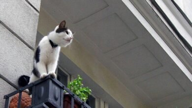 Dream About Cat Falling Off Balcony – Spiritual and Psychological Insights