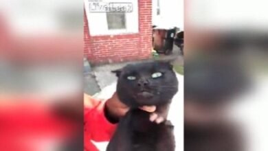 Dream About Strangling A Cat – What It Represents