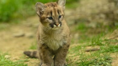 Dream About Mountain Lion Cubs – Symbolism and Significance