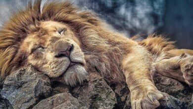 Dream About Sleeping Lion – Exploring the Meaning