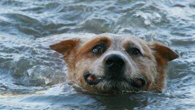 Dream About Dog Drowning In Water – Exploring the Meaning