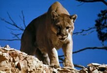 Dream About Mountain Lion Chasing Me – Decoding the Message