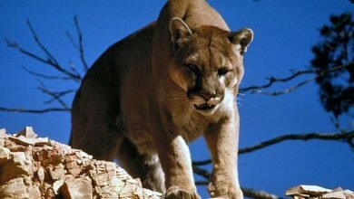 Dream About Mountain Lion Chasing Me – Decoding the Message