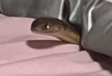 Dream About Snake Under Bed – Spiritual and Psychological Insights