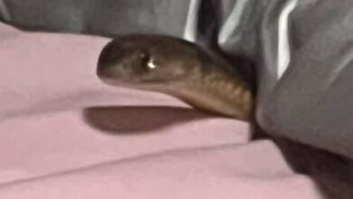 Dream About Snake Under Bed – Spiritual and Psychological Insights