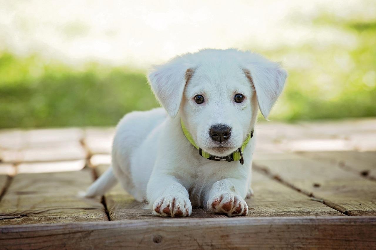 3 1280.jpg6713381027347 - Dream About White Dog Attacking Me – Symbolism and Significance