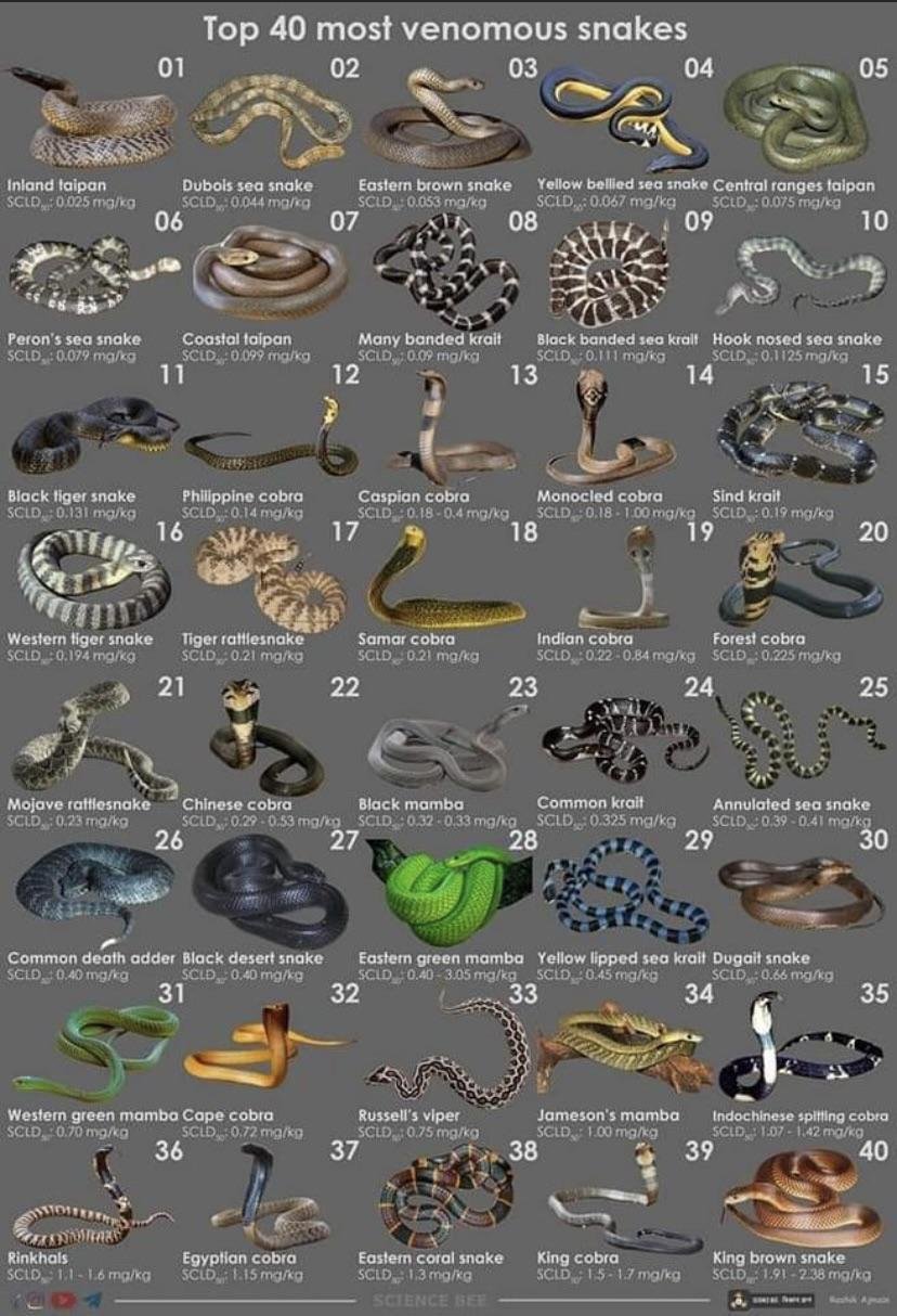 3rmma1 - Dream About A Venomous Snake – Symbolism and Significance
