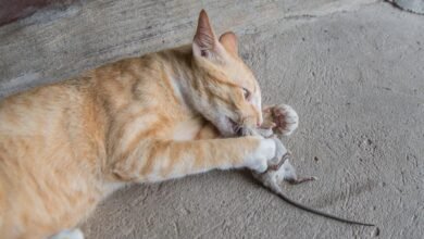 Dream About Cat Killing A Rat – Exploring the Meaning