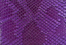4035 dream about a violet snake causes and interpretations 220x150 - Dream About Snake And Turtle – Hidden Messages and Insights