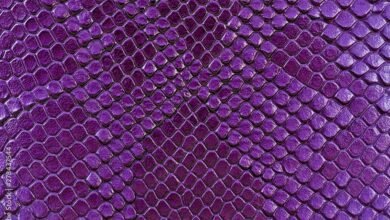 Dream About A Violet Snake – Causes and Interpretations