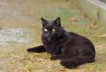 4045 dream about a black cat islam symbolism and significance 220x150 - Dream About Forgetting To Feed Cat – Analysis and Explanation