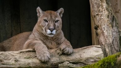 Dream About Mountain Lion – Causes and Interpretations