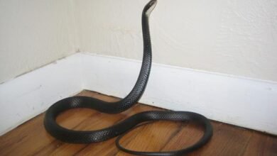 Dream About Killing Snakes In House – Symbolism and Significance