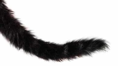 Dream About Cat’S Tail Falling Off – Spiritual and Psychological Insights
