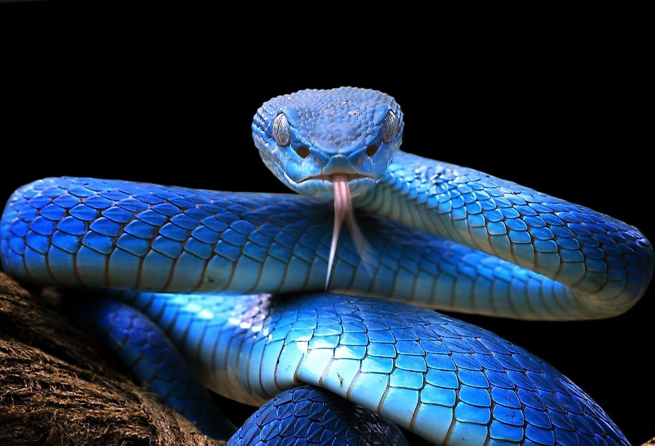 408498.jpg6718097d68ffe - Dream About Snake Running Away From Me – Spiritual and Psychological Insights