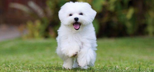 40x436 - Dream About White Dog – Hidden Messages and Insights