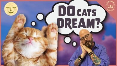 Dream About Cat In House – Exploring the Meaning