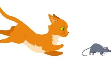Dream About Cat Chasing Mouse – Exploring the Meaning