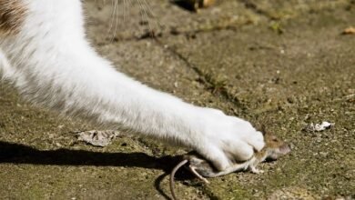 Dream About Cat Eating Mouse – What It Represents