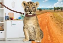 4149 dream about pet lion hidden messages and insights 220x150 - Dream About A Lion Islam – Hidden Messages and Insights