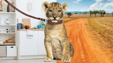 Dream About Pet Lion – Hidden Messages and Insights