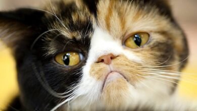 Dream About Sick Cat – Hidden Messages and Insights