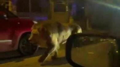 Dream About Lion Escaping – Symbolism and Significance