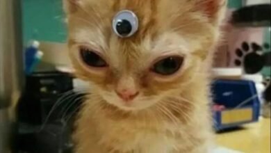 Dream About Cat With 3 Eyes – Analysis and Explanation