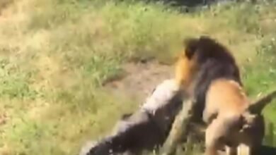 Dream About Lions Attacking People – Hidden Messages and Insights