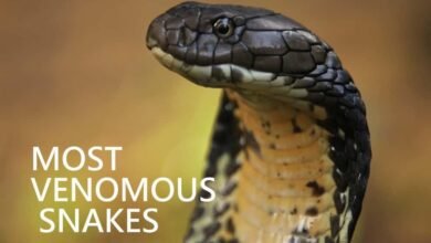 Dream About A Venomous Snake – Symbolism and Significance