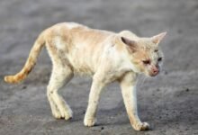 4205 dream about cat bleeding what it could indicate 220x150 - Dream About Cat Attack – Analysis and Explanation