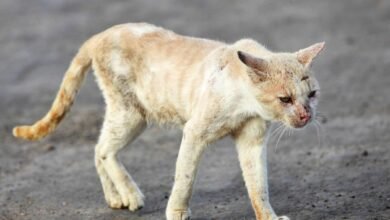 Dream About Cat Bleeding – What It Could Indicate