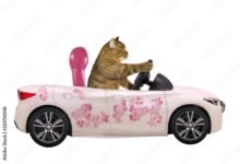 4218 dream about cat in car understanding its implications 220x150 - Dream About Evil Cat – Symbolism and Significance